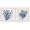 Stupell Industries Blue Coral Branches 2pc Framed Giclee Wall Art Set Design by Susan Arnot